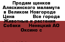 Продам щенков Аляскинского маламута в Великом Новгороде › Цена ­ 5 000 - Все города Животные и растения » Собаки   . Ненецкий АО,Оксино с.